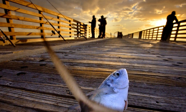  | Photo 1of 19 | sandyfish | 
